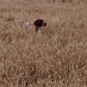 Meet your Posher, Doug